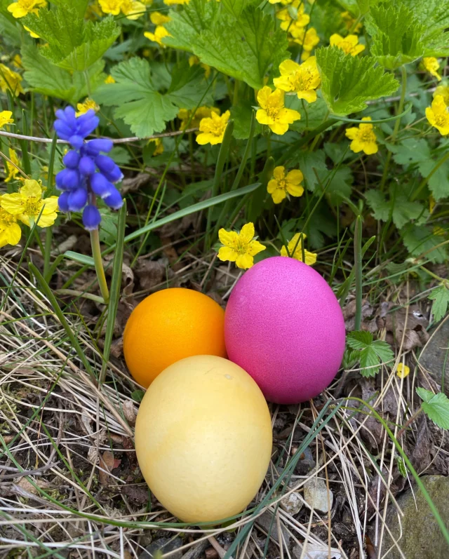 Wir wünschen euch allen frohe Ostern! 🐰 🐣 

Macht es euch schön, genießt die Sonne, verbringt Zeit mit Düren Liebsten und schaut mal im Garten, ob der Osterhase was vorbeigebracht hat:)

#ostern #happyeaster #osterwochenende #osternimhilla #osterhase